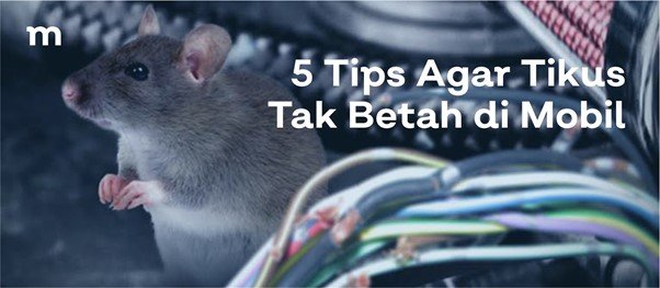 5 Tips Usir dan Buat Tikus Tidak Betah di Dalam Mobil