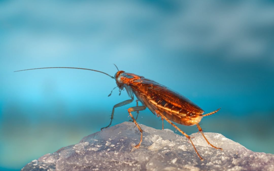 cara membasmi kecoa di mobil